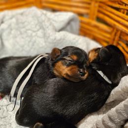 Poodle and Yorkshire Terrier Puppies from York Terrier Treasures