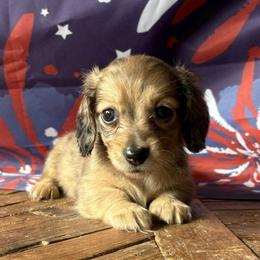 Astra - Dapple female Dachshund puppy in Pflugerville, Texas from Dream A Dream Dachshunds