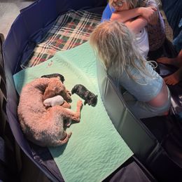 Poodle Puppies from Reuter Clan Poodles