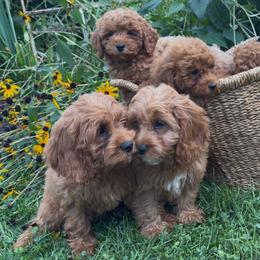 Cavapoo Puppies from Driftwood Acres