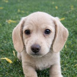 Draco - Cream male Dachshund puppy in Salem, Oregon from Longdox Mini Dachshunds
