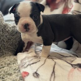 Winnie - Black and white female Boston Terrier puppy in Spokane Valley, Washington from Saltese Acres Boston Terriers