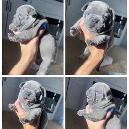 Jersey lilac (brindle) from OFA certified parents - Brindle and white female French Bulldog puppy in Billings, Montana from Montana Made Frenchies