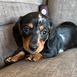 Diamond - Dapple female Dachshund puppy in Tonopah, Arizona from Brandie's Dachshunds