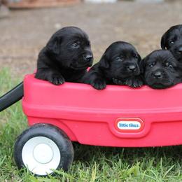 Labrador Retriever Puppies from Goggins Lonestar Farms