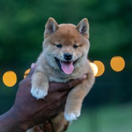 Shiba Inu Puppies from Evenfalls Shiba Inu
