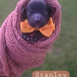Stanley - male Cavapoochon puppy in Bullard, Texas from Cavapoochon Central LLC