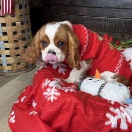 Spice's Boy-3A - Blenheim male Cavalier King Charles Spaniel puppy in Loco, Oklahoma from Sweet Heart Cavaliers