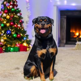 Rottweiler All Grown Up from Von der Edel Rottweilers