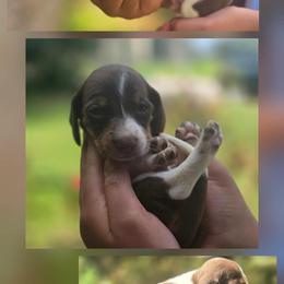 Rax - Piebald male Dachshund puppy in Lufkin, Texas from Dixie Chic Frenchies & Dachshunds
