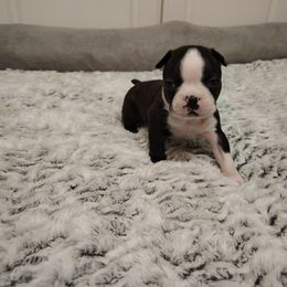 Black light brindle boy Boston - Black and white male Boston Terrier puppy in Salisbury, North Carolina from P3 Boston Terriers in NC