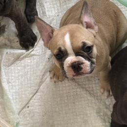 French Bulldog and Olde English Bulldogge Puppies from Misfit Ranch bulldogs