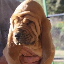 Bloodhound and Mastiff Puppies from Teoc Bloodhounds and Mastiffs
