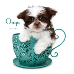 Onya - Brown female Mi-Ki puppy in Elizabeth, Colorado from Royal T Mi-Kis