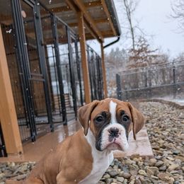 Tillie - full white collar - Fawn Boxer puppy in Wellington, Ohio from Brinkhaven Boxers