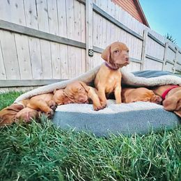 Vizsla Puppies from High Trail Connection