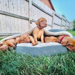 Vizsla Puppies from High Trail Connection