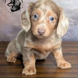 Royalty - Dapple female Dachshund puppy in Fultonville, New York from Sandy Aussies & Pomeranians