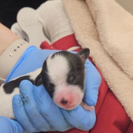 Boy 1 - Papillon puppy in Middletown, New York from Patti's Pappi Puppies  (Puppies due end of July!!!)