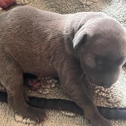 Girl 3 - Blue fawn female Italian Greyhound puppy in Brooksville, Florida from Fisher Link