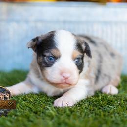 Rascal - Blue merle male Miniature American Shepherd puppy in Granbury, Texas from Best Little Aussies