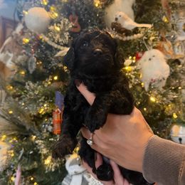 Jack - Black male Havapoo puppy in Olympia, Washington from Che Bella Amore Lagotti