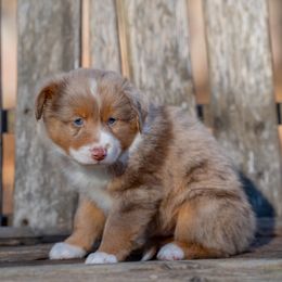 Glow - Red merle male Miniature American Shepherd puppy in Niles, Michigan from Impression Dogs