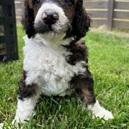 Hawken - Blue Collar - Sable male Poodle puppy in Monroe, North Carolina from The Klepper Homestead
