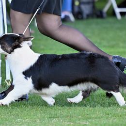 Stevie - Cardigan Welsh Corgi