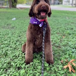 Guardian Home (read description) - Chocolate female Goldendoodle puppy in Dallas County, Texas from Dream A Little Doodle