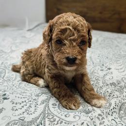 Maple - Red  male Poodle puppy in Chandler, Arizona from Fabi Poodle