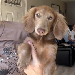 Lulu - Fawn (isabella) and cream female Dachshund puppy in White City, Oregon from Lazaldes Legacy Dachshunds