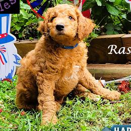 Rascal - Red  male Goldendoodle puppy in Greer, South Carolina from South Paw Doodles
