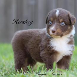 Hershey - Red tri-color male Australian Shepherd puppy in Ceres, California from Knight's Aussies