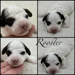 Rooster - Parti male Poodle puppy in Wheatland, California from Sapphire Ridge Poodles