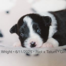 Girl 1 - Black and white female Border Collie puppy in Bryantown, Maryland from Bellaclan Border Collies