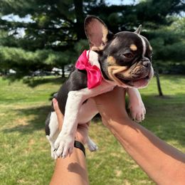 French Bulldog Puppies from Luvia Anderson