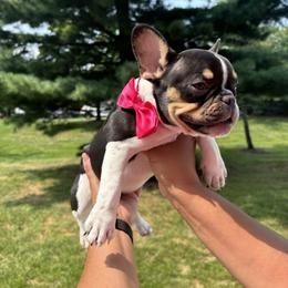 French Bulldog Puppies from Luvia Anderson