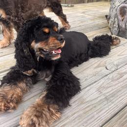 Juniper - Cocker Spaniel