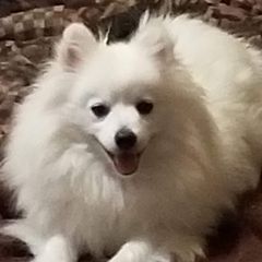 Snowy - American Eskimo Dog