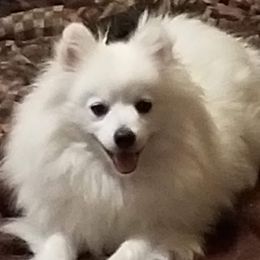 Snowy - American Eskimo Dog