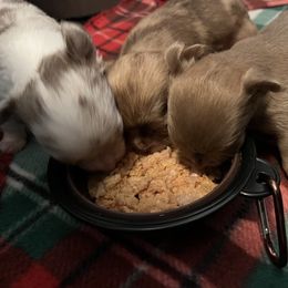 Chihuahua Puppies from Snow Peak Chihuahuas