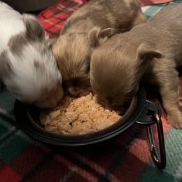 Chihuahua Puppies from Snow Peak Chihuahuas