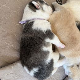 Purple Collar - Black and white female Pomsky puppy in Exeter, Rhode Island from Ocean State Pomskies