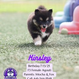 Kinsley - Black and white female Pomsky puppy in Humeston, Iowa from M.A.R. Dogs