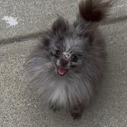 Mariah - Chocolate merle female Pomeranian puppy in Eastover, North Carolina from Tea-Cake Pomeranians of The Carolinas