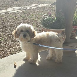 Cavapoochon Puppies from Razberry Meadows