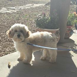 Cavapoochon Puppies from Razberry Meadows