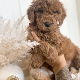 Cider - Red  male Goldendoodle puppy in Atwater, California from Alvdoodles