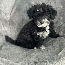 Cooper - Black & white male Maltipoo puppy in Lancaster, Kentucky from Dream Paws Puppies, LLC